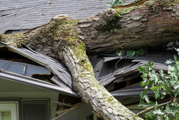 Tree fallen on a residential roof causing storm damage and insurance claim repairs in Middle Tennessee.