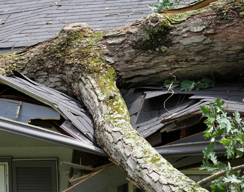 Tree fallen on a residential roof causing storm damage and insurance claim repairs in Middle Tennessee.