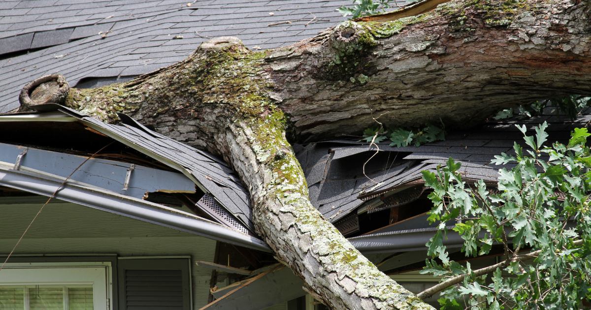 Tree fallen on a residential roof causing storm damage and insurance claim repairs in Middle Tennessee.
